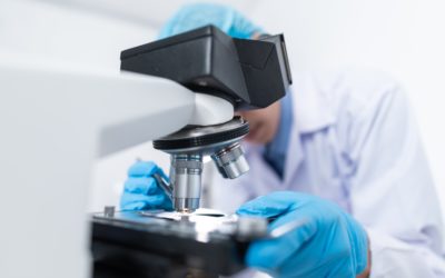 The Lipid Metabolism: A Brief Explanation