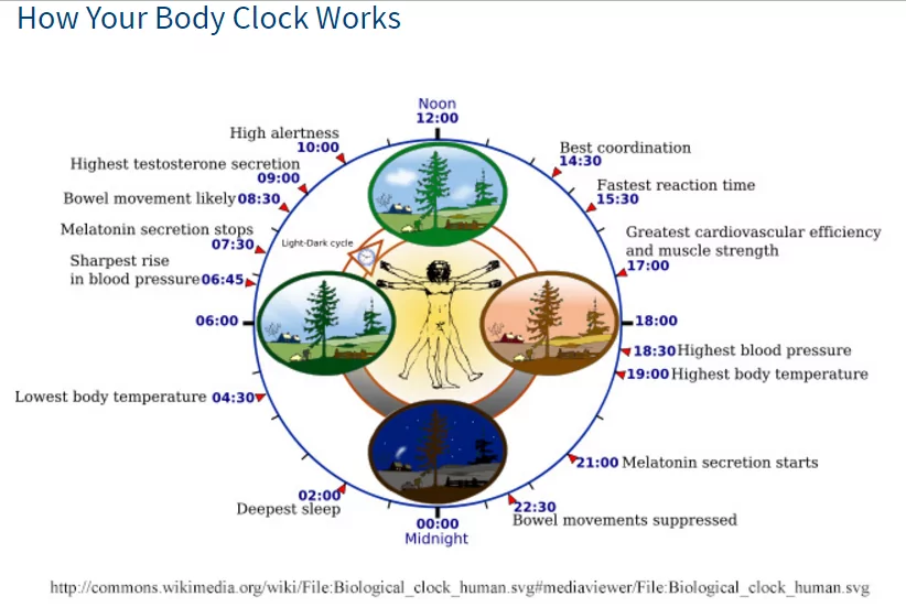 The CLOCK gene